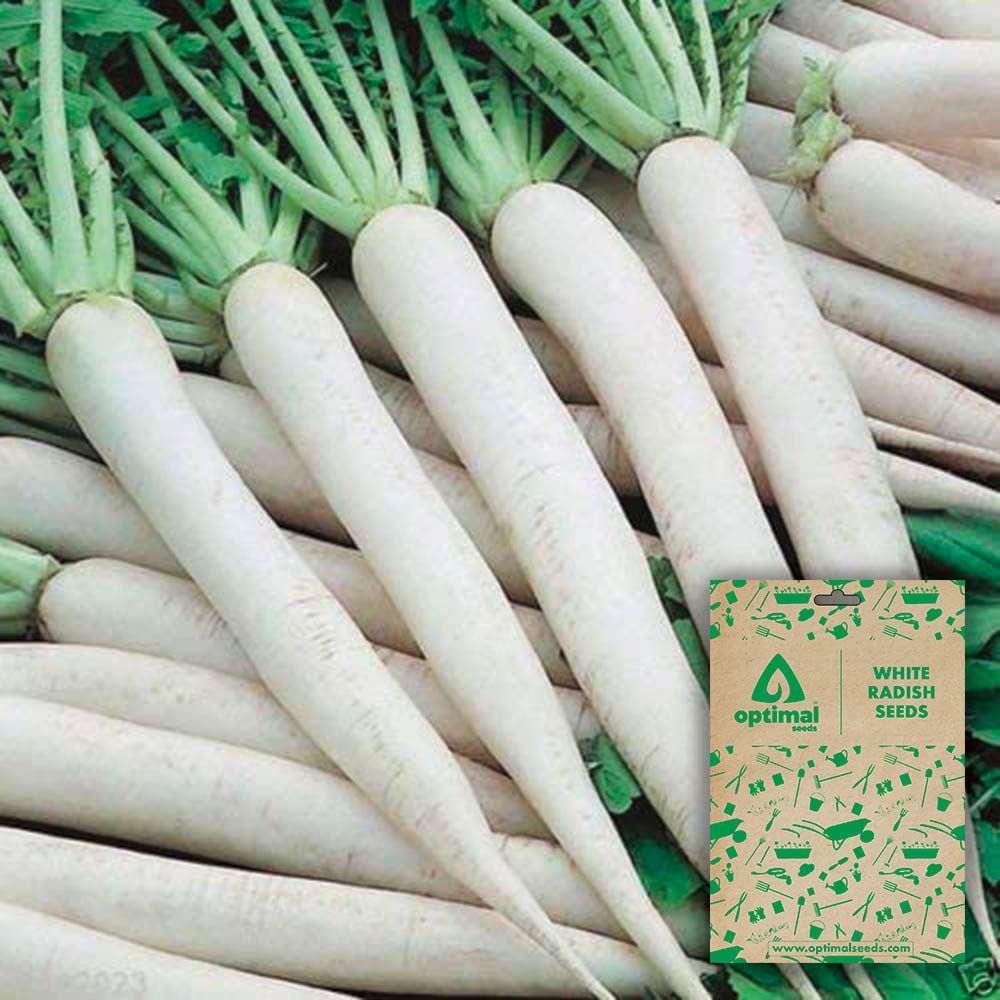 Optimal Seeds White Radish Vegetable Seeds (B0B5ZMNXDQ) Amazon Price History, Amazon Price Tracker