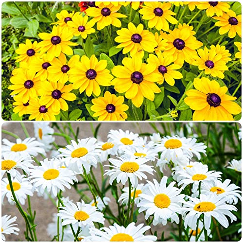 1300+ Black Eyed Susan Flower Coneflower Seeds For Planting - Includes Gloriosa Daisy Rudbeckia Hirta, Carpet Creeeping Daisy And Purple Coneflower Seeds #TOP5