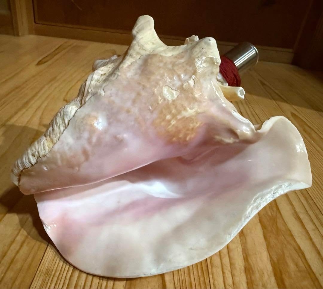 希少古代特大肉厚桃色法螺貝、ピンク法螺貝 希少古代特大肉厚桃色法螺貝 （