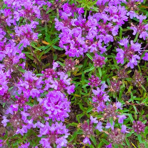 semi di timo strisciante, resistente decorazione del giardino esterno da alla tappezzatura di selvatici 100pcs