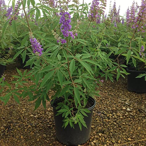 'Shoal Creek' Vitex (2.5 Gallon) Deciduous Tree With Deep Purple Blooms - Full Sun Live Outdoor Plant #TOP3