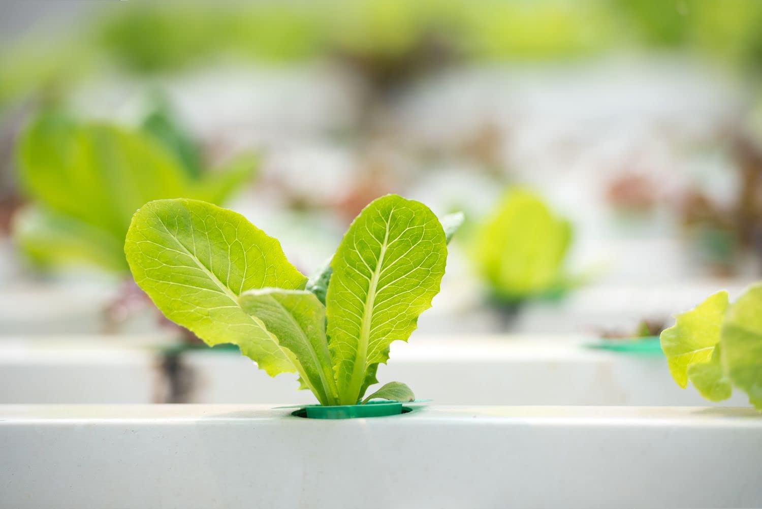 Lettuce seeds for hydroponic || Hydroponic lettuce seeds || Winter seeds || Pack of 100 (B0CR2Q2KMD) Amazon Price History, Amazon Price Tracker