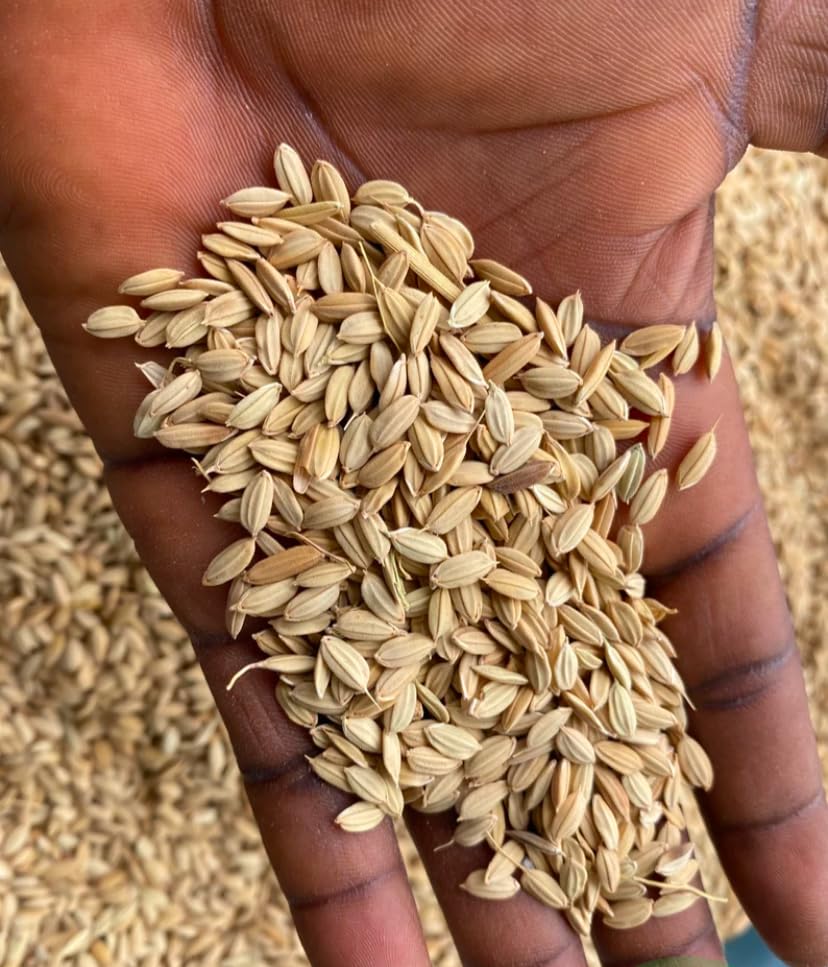 African rice,Oryza glaberrima paddy, 100% natural and organic, no additives, including phyto sanitary certificate (200g)