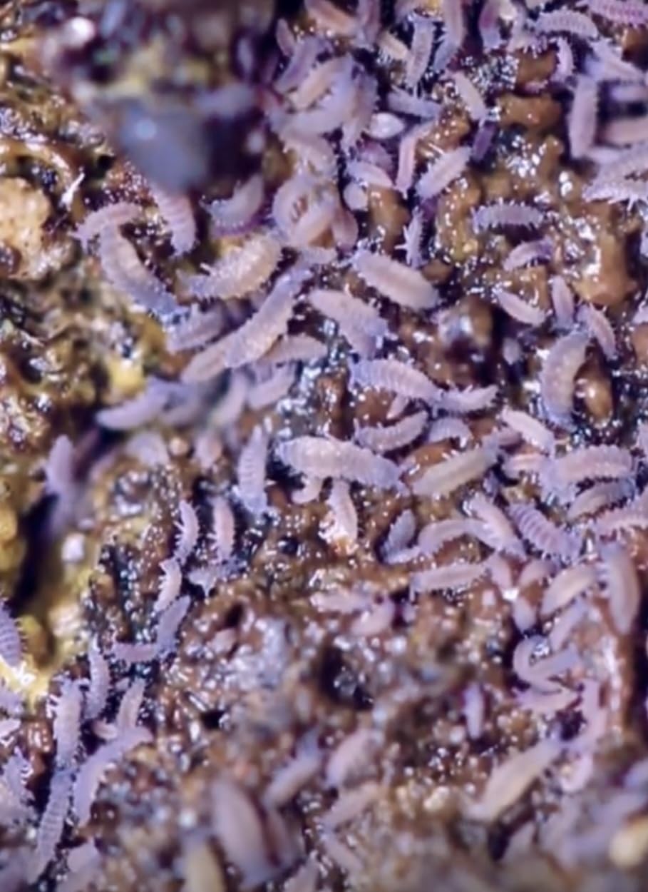 50 Live Lilac Springtails *Rare* (Ceratophysella) bioactive terrarium