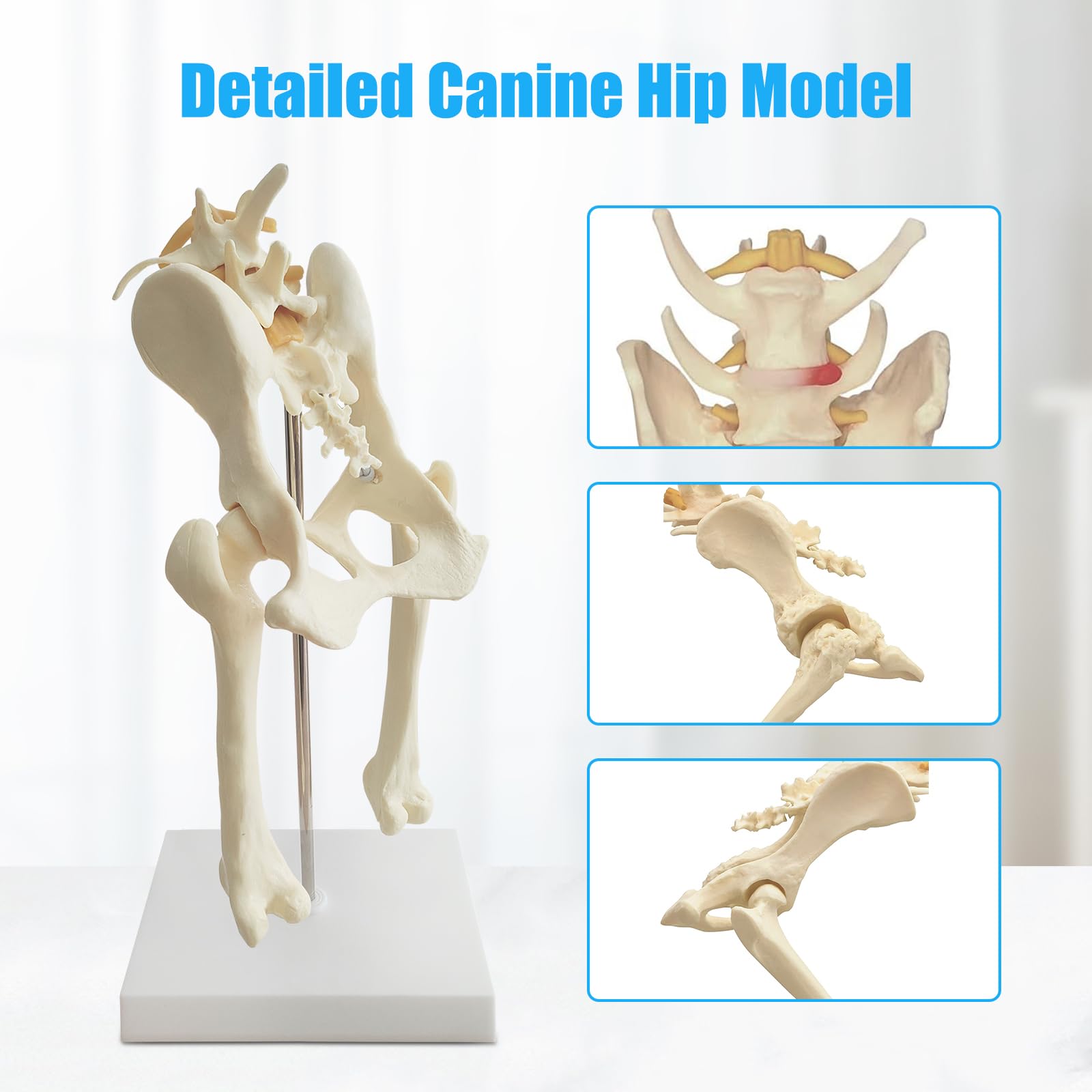 Modello di bacino del cane, modello di articolazione dell'anca del cane, riproduzione anatomica del bacino per l'ufficio veterinario strumento educativo