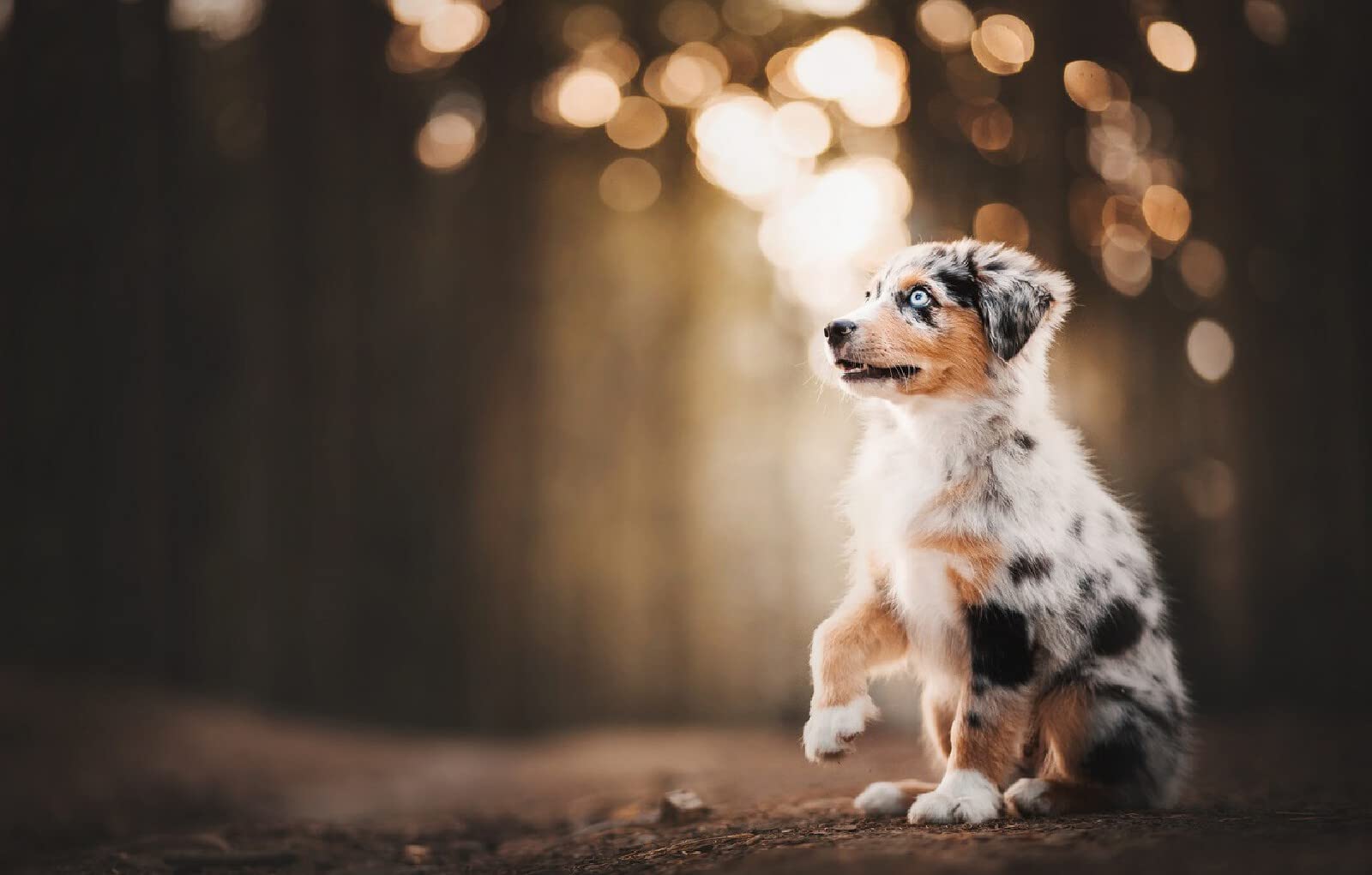 Puzzle 1000 pieces Australian Shepherd Puppy 52x38CM