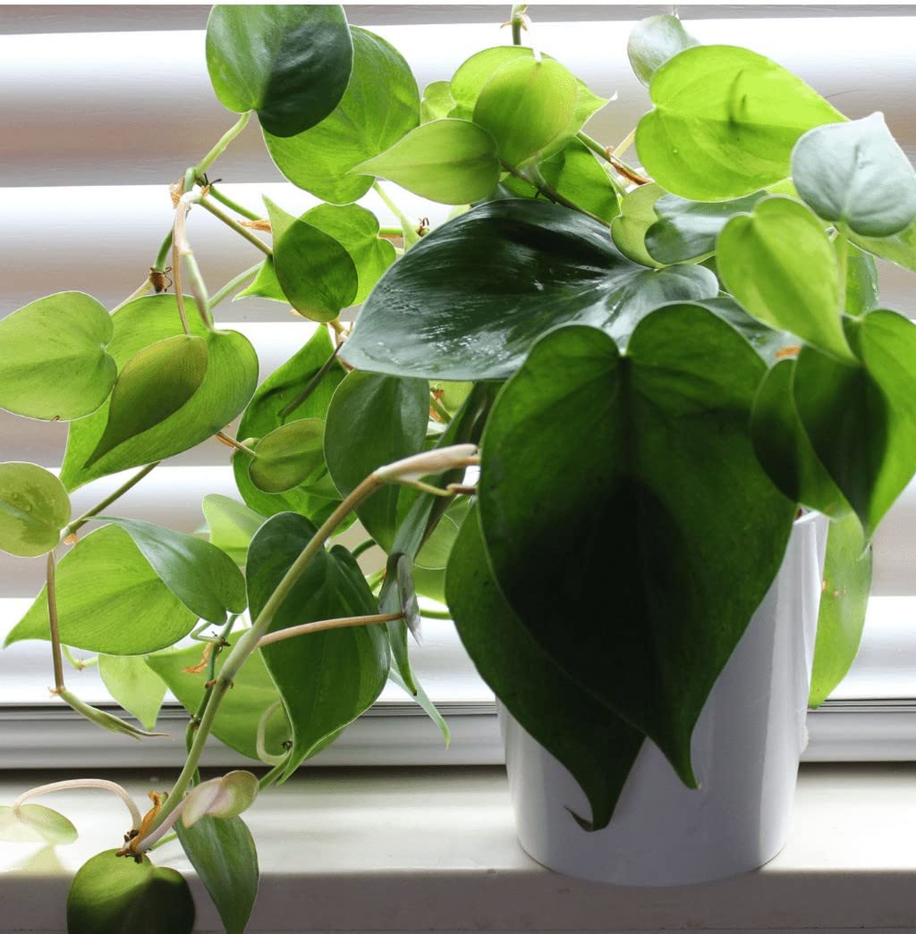 OhhSome Philodendron Oxycardium Green (Philodendron Hederaceum) Indoor Plant Live Plant - Gardening|Home Decoration|Hanging Basket Live (Healthy Live Plant) (B09SDCNVJ9) Amazon Price History, Amazon Price Tracker