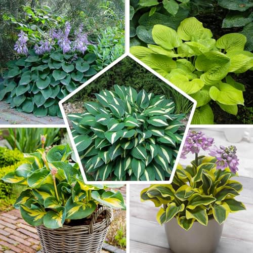 Hosta Funkia Mini Collection - 5 Fleurs à Planter Exterieur - Vivaces & Rustique - Plante Exterieur Jardin - Naturelle Plantes de Hollande pour pot et jardin (pas de graines, non artificielle)