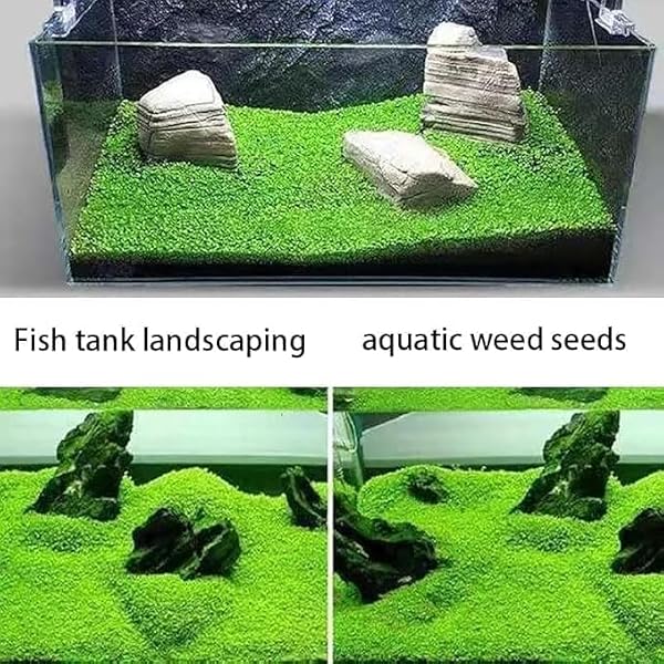 Aquatic Plant Seeds for Live Aquarium Plants, 4 Types Fast-Growing Aquatic Plants Seeds, High Germination Rate Live Plants for Aquarium, Fish Tank Landscaping Aquatic Weed Seeds - 4