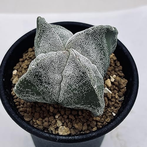 サボテン：四角鸞鳳玉（しかくらんぽうぎょく）実生*S