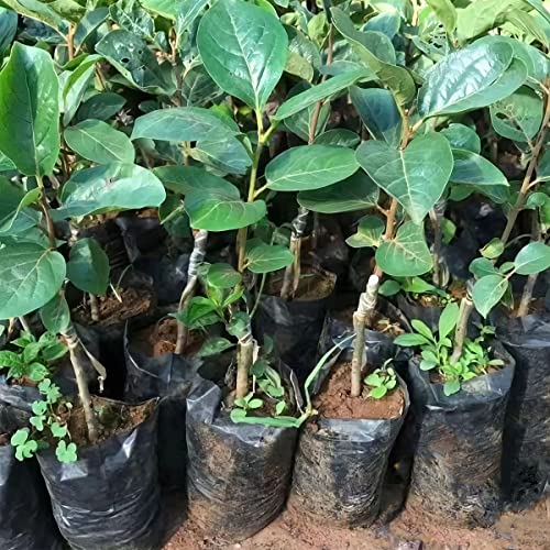 Belit 100 Pcs Plant Nursery Bags, Plastic Seedling Pots Container For Fruit Tree, Flower, Starting Saplings, Plant Grow(3.5"X6.6") #TOP6