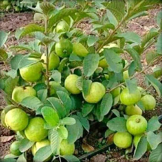 Rare Varity Thailand Guava Live Fruit Plants & Tree Bonsai Fruit Plant All Season Fruit Plant CF_1016