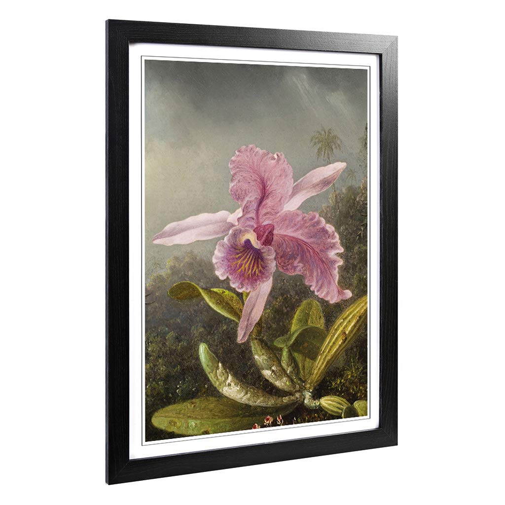 Big Box Art Framed Print of Martin Johnson Heade Pink Orchids Design | Wall Art Picture | Home Decor for Kitchen, Living Room, Bedroom, Hallway, Black, A2 / 24.5x18 Inch / 62x45cm