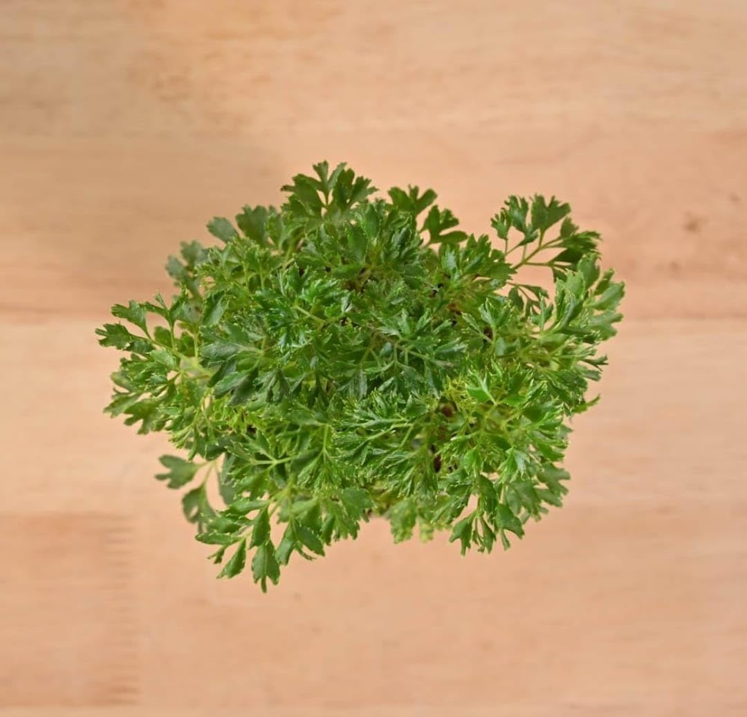 Live Curly Parsley Herb Plant for Home Garden Kitchen Gardening Balcony Terrace Indoor Outdoor Green Leaf Culinary Herb Plant in Pot Suitable for Container and Herb Garden Growing-image-25
