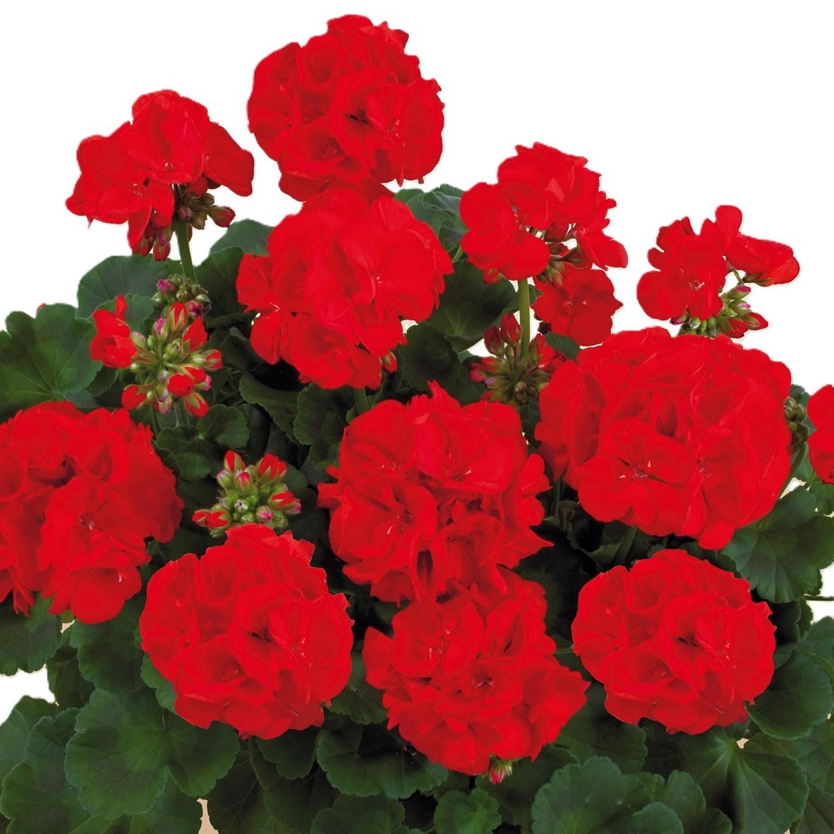 BSI - Engrais - Plantes d'Intérieur Ou Balcon - Universel - Liquide - Avec Oligo-éléments Et Chélates - 5L, Aucune