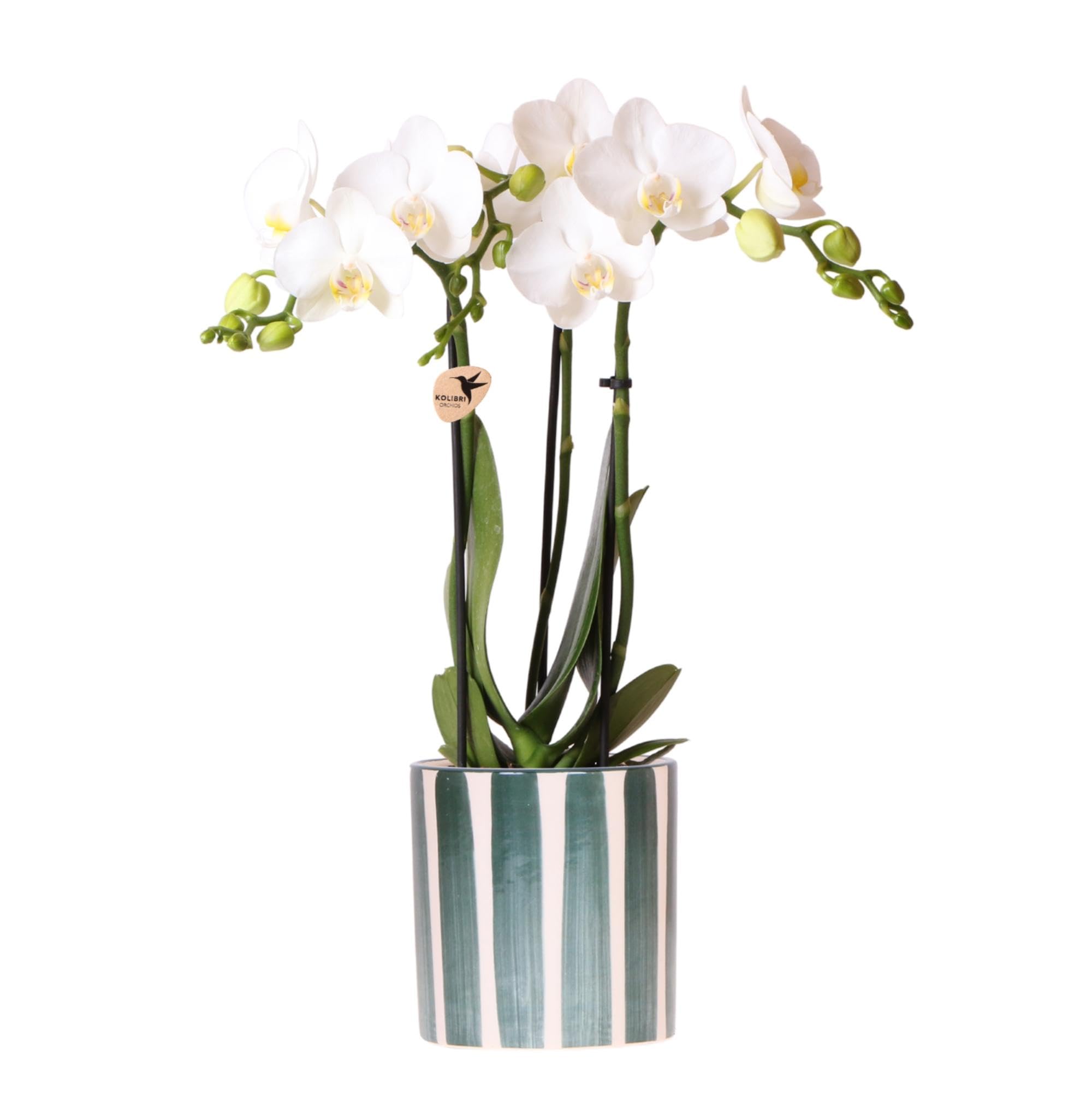 Orchidée blanche de salon Phalaenopsis Amabilis et son pot design vert rayé