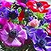 Anemone De Caen | 25 Stück | Gemischt | verwildernd | Bienenblume | Schnittblume | Rarität | 100% Blütegarantie