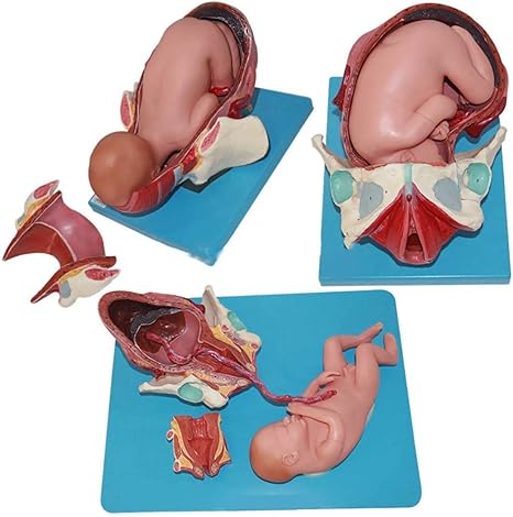 Amazon Co Jp 研究モデル アセンブリ解剖学的妊娠中の出産モデル人間の女性の骨盤のライフサイズの取り外し可能な臓器を教えるモデルトレーナーの学校 教育のための解剖学的 産業 研究開発用品