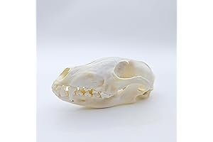 Nature Skull Dog for Specimen Taxidermy Design