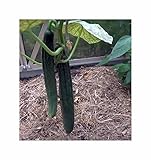 Seeds & Plants Shop by Ipsa