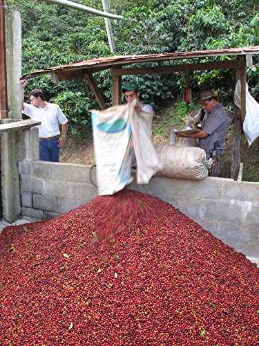 Colombian Medellin From The Santa Barbara Estate Excelso E/P Coffee Beans, 15/16 (Light Roast (City), 2 Pounds Whole Beans) #TOP2