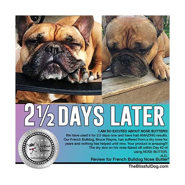 The-Blissful-Dog-All-4-French-Bulldog-Nose-Butter-Dog-Nose-Butter-050-Ounce The Blissful Dog All 4 French Bulldog Nose Butter - Dog Nose Butter, 0.50 Ounce