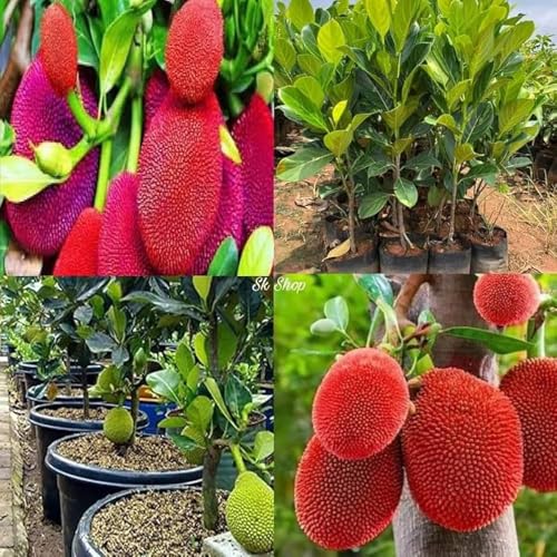 Image of G- All-Time 12 Months Hybrid (GRAFTED) Live Fruit Plant Original & Authentic Organic Tree for Outdoor Fast-Growing Fruit Plant Home Gardens Sweet Healthy Plant Pack Of-1 (Red Jackfruit Plant, Medium)