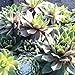 Live Sempervivum Planter Bowl, Sempervivum Succulents Plants, Hens and Chicks Succulent Plants, Sempervivum Plants Succulent Planter, Mini Succulents Plants Hens and Chicks Planter by Plants for Pets
