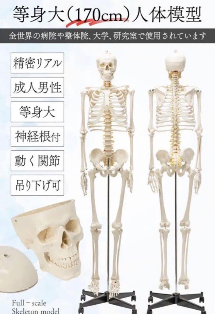 ⭐️新品⭐️等身大 人体模型 170cm神経根有り全身骨格模型 骨格標本 Amazon.co.jp: 等身大 人体模型 170cm 神経根有り 全身骨格模型