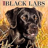 Just Black Labs 2017 Wall Calendar (Dog Breed Calendars)