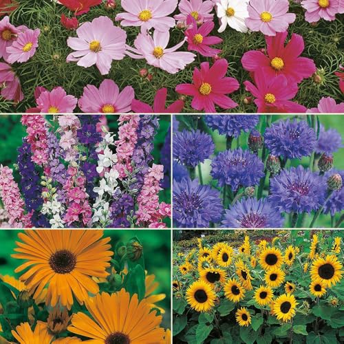 Year-Round Color Perennial Flower Seed Collection, 5-Pack Kit Contains 785 Seeds, Grow Live Blooms, Fragrant Plant Garden | Lavender, Cornflower, Cosmos, Sunflower, Mixed Garden Blooms