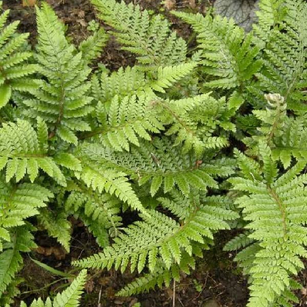 6x Japanischer Glanzschildfarn - Polystichum polyblepharum - Topf 9x9cm - Dekorativer Farn