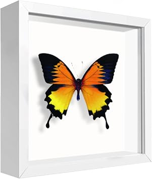 5x5 Small Shadow Box Frame Display Case, Display Case Box for Memorabilia, Medal, Wedding Memories, Crafts, Tickets and Photos White, 5x5