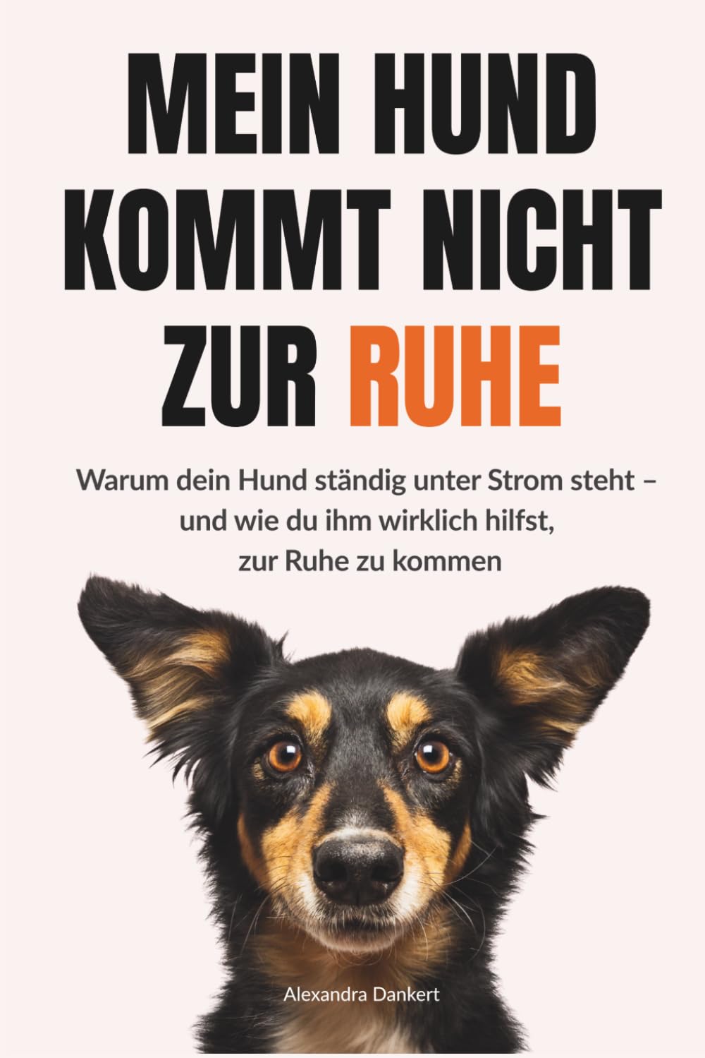 Mein Hund kommt nicht zur Ruhe: Warum dein Hund ständig unter Strom steht - und wie du ihm wirklich hilfst, zur Ruhe zu kommen
