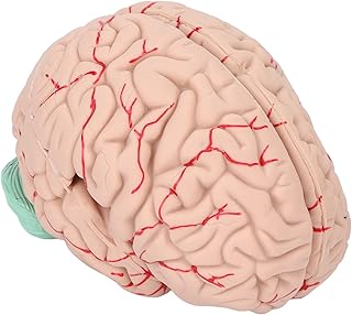 Brain Model, Human Brain Models for Teaching Neuroscience Anatomy Model Science Education Supplies Brain Anatomy Model for Hospital School Display Cerebral Cortex Nerve Teaching Learning Tool