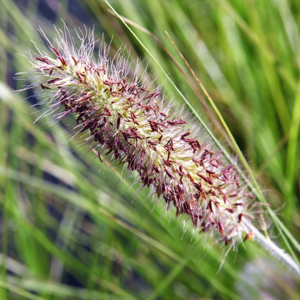 Fountain Grass Pennisetum viridescens Plant Evergreen Hardy Perennial Low-Maintenance Easy to Grow Garden Ornamental Grasses Large Established 3.6-Litre Potted Plant by Thompson and Morgan