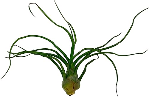 Miniatura 5 de Plantas de aire - Floración Tillandsia Bulbosa Guatemala, grande 3-5" - 1ct - Llegada viva garantizada - Plantas de interior para decoración del
