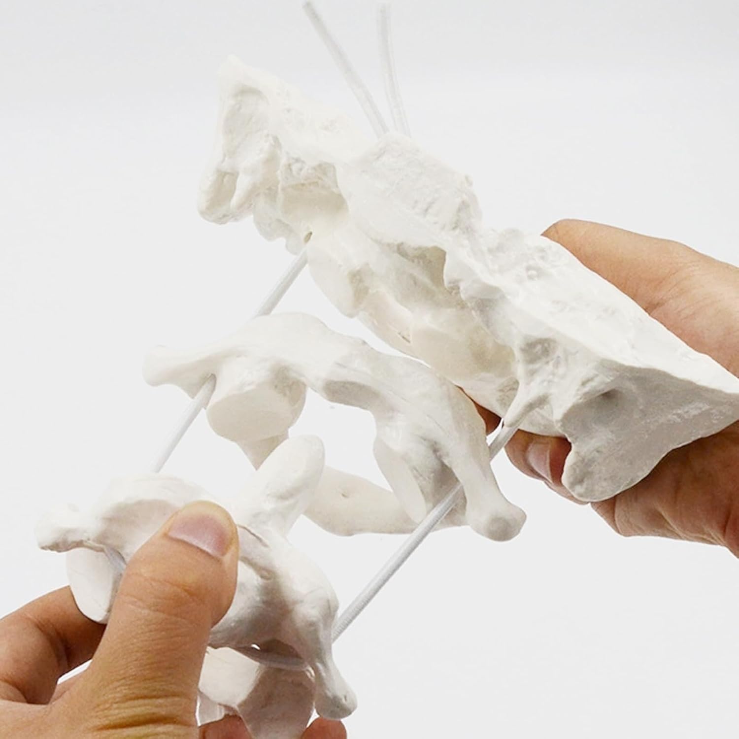 Human Cervical Spine Model, Model Education Model Occipital Model, PVC Material Atlas and axis with Occipital Model for Medical Teaching Training Auxiliary Tools