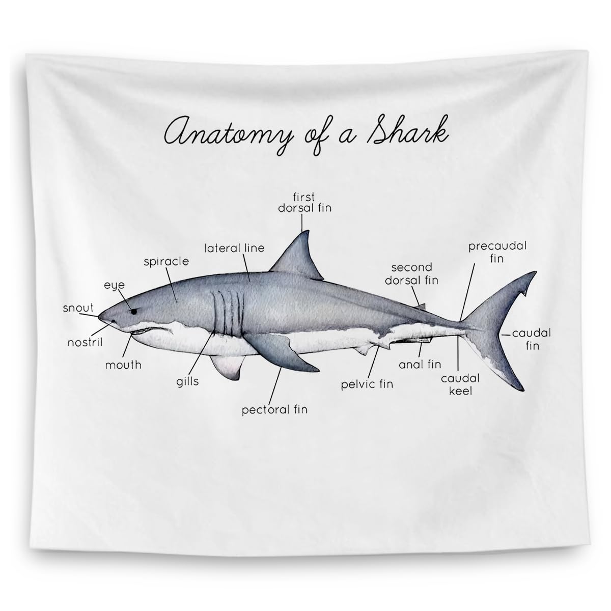 QGFM Shark Tapestry, Shark Wall Decor, Anatomy of a Educational Tapestry Wall Hanging for Classroom Kids Room Bedroom Playroom Decor, Marine Biology