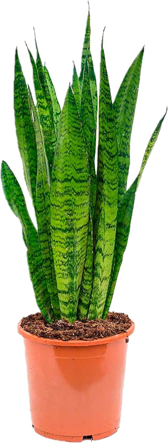 Sanseviera LAURENTI - Lengua de suegra Y Lengua de tigre - Planta natural para casa u oficina - Planta de interior de decoración (Pack 2 Lenguas de Suegra) SP21