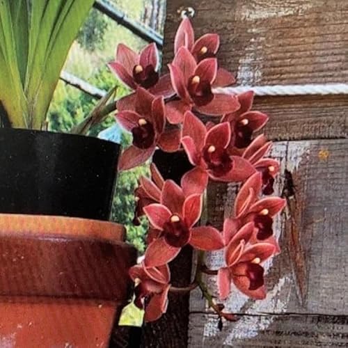 蘭 キンリョウヘン」の人気商品一覧 | 安い商品を通販サイトから探す