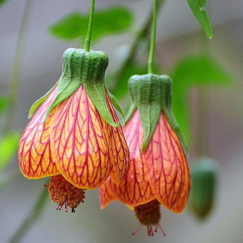 2 Abutilon Plants Live for Planting 4 to 7 Inch Height, Lantern Abutilon Live Plants Bell Shaped Flowers, Abutilon Flowering Live Plants (Orange Abutilon Plants)