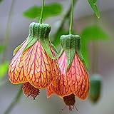 2 Abutilon Plants Live for Planting 4 to 7 Inch Height, Lantern Abutilon Live Plants Bell Shaped Flowers, Abutilon Flowering Live Plants (Orange Abutilon Plants)