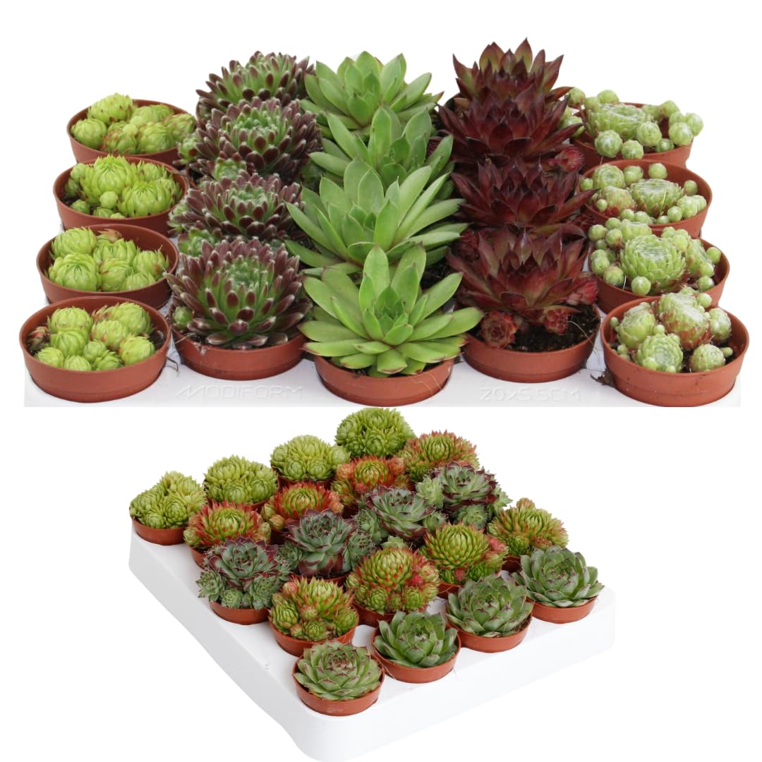 IFLO® Sempervivum Sukkulenten Set – Winterharte pflegeleichte Hauswurz für Garten & Zimmer, vielseitig, frostfest, im Topf vorgezogen, 60 Pflanzen Mischung
