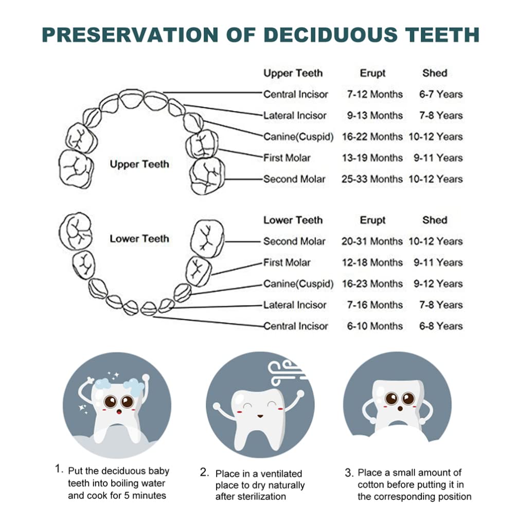Toddmomy Boîte à Dents Pour Bébés Boîte De Rangement Personnalisée Avec Étiquettes Pour Identification Facile Et Préservation Sécurisée Des Dents De Lait
