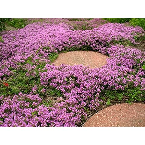 250 Thymus Serpyllum Seeds - Creeping Thyme/Wild Thyme/Breckland Thyme - 250 Seeds Cover