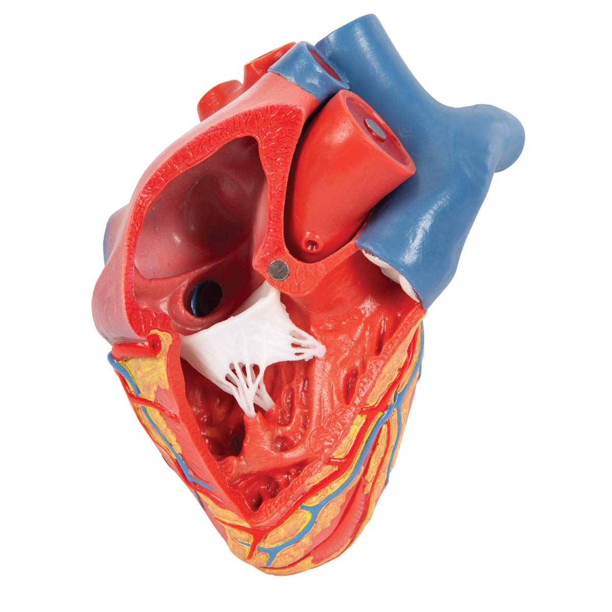 3B Scientific naukowa anatomia człowieka - model serca na podstawie, 5 części darmowe oprogramowanie anatomiczne - 3B Smart Anatomy
