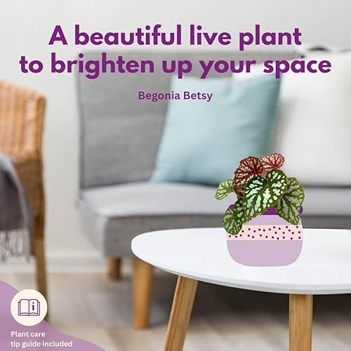 Miniatura 6 de Harmony Foliage Betsy, Rhizomatous Begonia Rhizo en una maceta de 4 pulgadas Rare Blue Iridescent