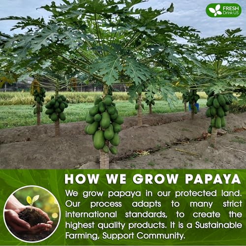 Image of FreshDrinkUS, Premium 4oz Papaya Leaves For Tea, 100% Natural & Pure from Papaya Leaves. Loose Leaf Herbal Tea. Made with Natural Material Tea Bags. No Sugar, No Caffeine, No Gluten, Vegan.