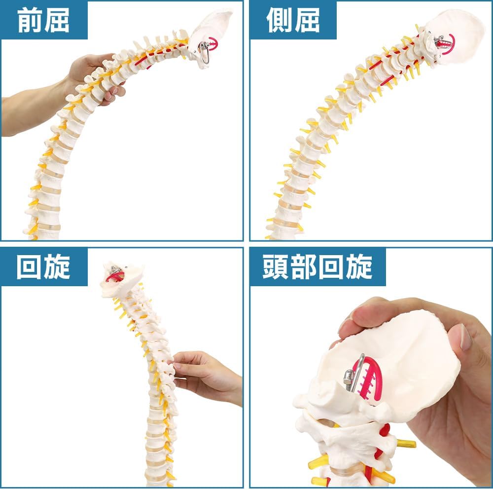 UPstore 実物大 脊髄骨盤模型 90cm 背骨 脊柱模型 1/1サイズ 脊柱可動型